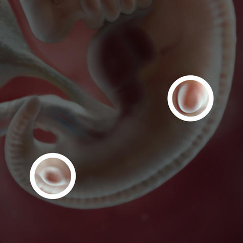 Зачатки конечностей у эмбриона на 6 неделе беременности