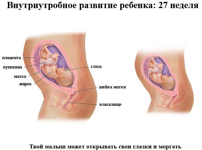 Внутриутробное развитие ребенка 27 неделя