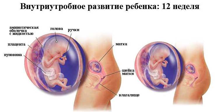 Внутриутробное развитие ребенка 12 недель