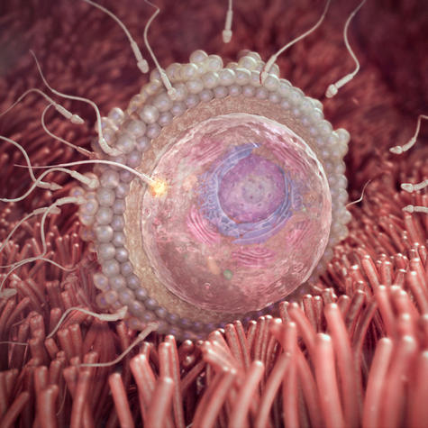 Яйцеклетка атакована сперматозоидами