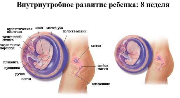 Внутриутробное развитие эмбриона на 8 неделе