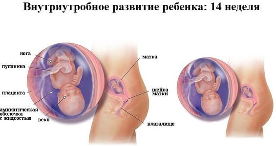 Внутриутробное развитие ребенка 14 недель