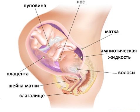 Внутриутробное развитие ребенка 35 неделя беременности